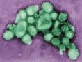 slika virusa H1N1
